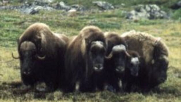 muskoxen